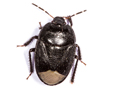 Sehirus morio
